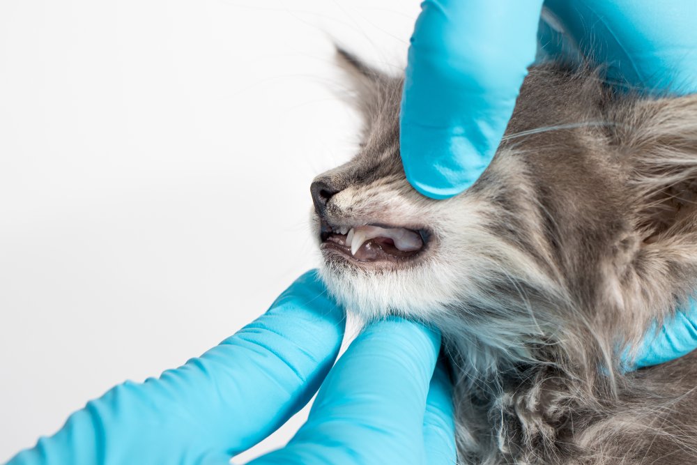 pet dentistry and oral surgery