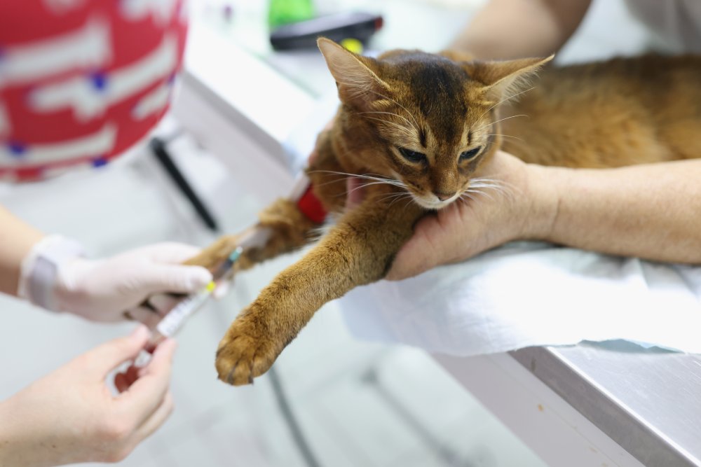 pet preventative medicine