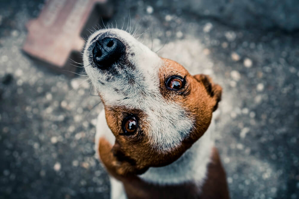 Veterinarian In Oakdale, MN 55128 TLC Veterinary Hospital