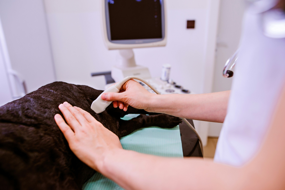 Ultrasound pet advanced diagnostics and imaging